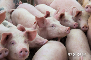 “백신 제대로 접종하면 구제역 막을 수 있다”