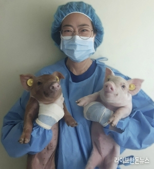 PRRS 저항성 돼지 탄생, 양돈질병 혁신의 판을 바꾸다