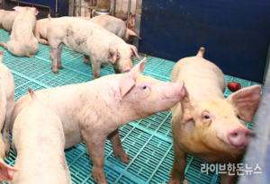 ‘2030년 돼지열병 청정화·소모성질병 최소화’ 추진
