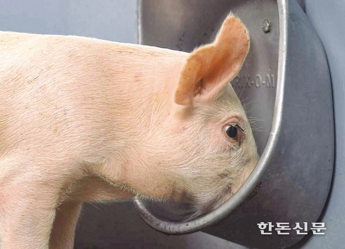 봄철 돼지 건강은 농장의 생산성과도 직결되므로 올바른 음수 관리가 중요하다. (사진은 돼지 물 섭취 모습)