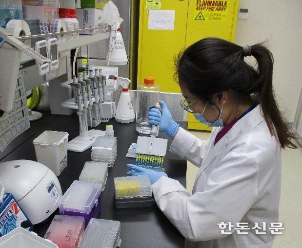 국내 연구진이 우리나라에서 발생한 급성형 ASF를 조기에 검출할 수 있는 항체 진단키트 개발에 성공했다.