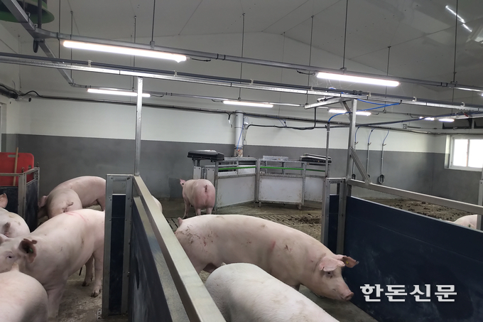전자급이기(ESF) 앞에서 사료급이를 기다리는 모돈들