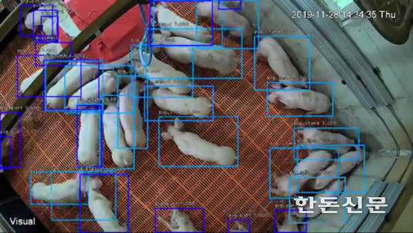 ‘엣지팜-피그’의 인공지능 기반 돼지 검출 기능 샘플 이미지.