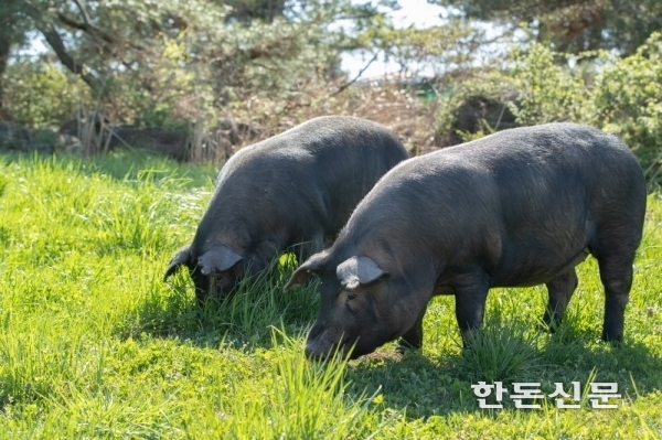 난축맛돈