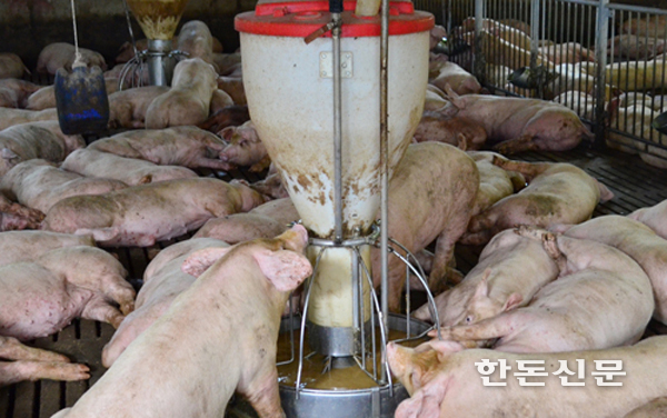 농식품부는 적정사육두수를 초과 사육하거나 축산악취 농가 등을 중점 관리한다고 최근 밝혔다. (사진은 기사와 상관없음)