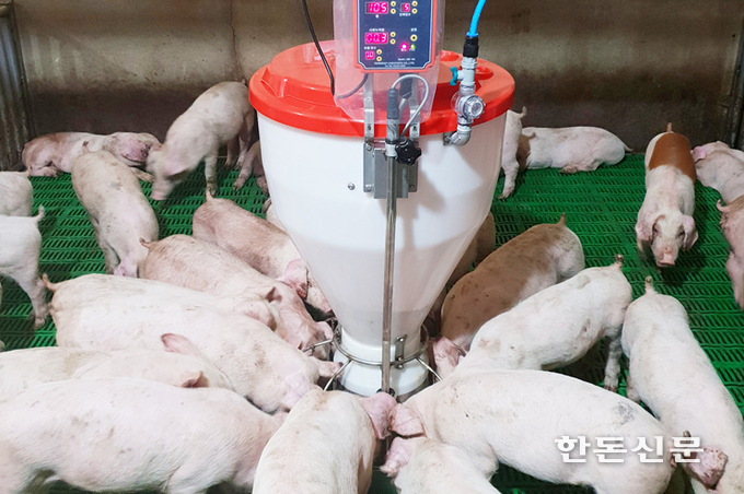 전남도농업기술원이 양돈농가의 고령화에 따라 2세대 돼지 스마트 축산 모델 개발에 나섰다.
