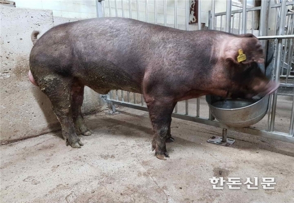 한국형 씨돼지 ‘두록’