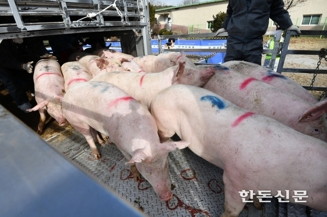 경기도는 이달부터 특정한 자격기준을 갖춘 농가에 한해 경기남부권의 도축장을 이용할 수 있도록 일부 규제를 완화했다.