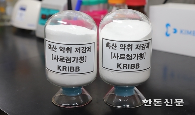 국내 연구진이 축산 배설물의 악취를 줄이면서 출하시기까지 단축시킬 수 있는 사료첨가제를 개발하는데 성공했다.