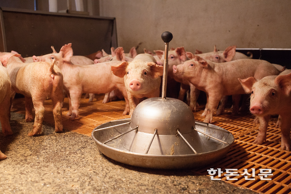 여름철 고온기에는 돼지들의 사료 급이기 접근성을 높여야 할 것으로 보인다.