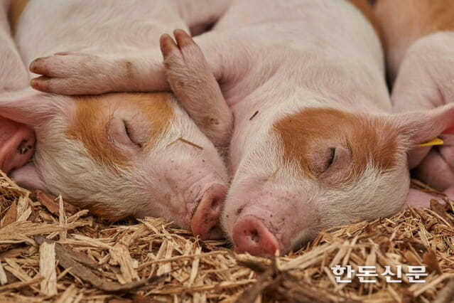 여름철 돼지 사료에 ‘사탕무박’을 섞어 급여하면 비육돈의 생산성 저하를 개선할 수 있다.