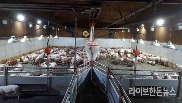 더위에 약한 돼지는 돈사에 송풍기와 안개분무장치를 설치하면 좋다.