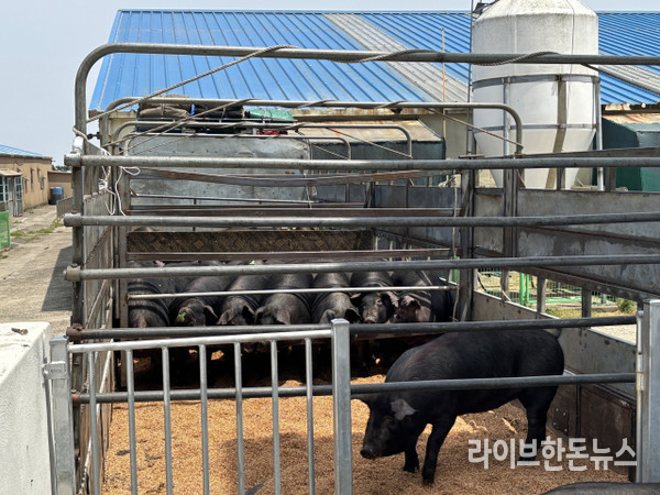 국립축산과학원은 최근 ‘난축맛돈’ 42마리를 경남 산청군 양돈농가 2곳에 보급했다.
